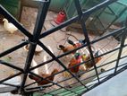 Fram Chicken