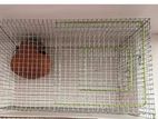 Birds Cage