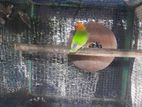 Love Birds