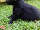 German Shepherd Female Puppy