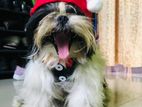 Shih Tzu Puppies