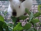 Rabbit