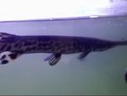 Alligator Gar Fish