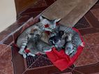 Kitten for Kind Home