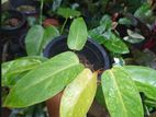 Philodendron පැල