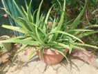 Aloe Plant