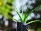 Aloe Vera Plants
