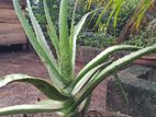 Aloe Vera Plant