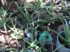 Aloe Vera Plant