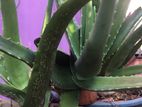 Aloe Vera Plant