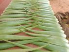 Aloe Vera Leaf