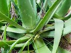 Aloe Vera Plant