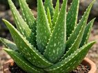 Aloe Vera Plant – Easy Care Live Indoor Succulent
