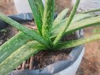 Aloe Vera Plant
