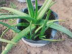 Aloe Vera Plant