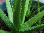 Aloe Vera Plant