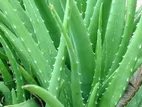 Aloe Vera Plant
