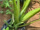 Aloe Vera Plant