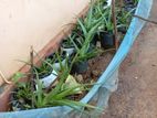 Aloe Vera Plants