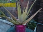 Aloe Vera Plant