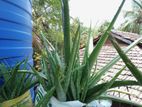 Aloe Vera Plants