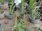 Aloe Vera Plants