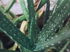 Aloe Vera Plants