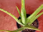 Aloe Vera Plants