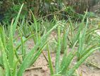 Aloe Vera Plants