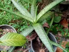 Aloe Vera Red
