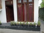 Aloe Vera Plants