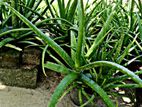 Aloevera Plants