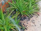 Aloevera Plant