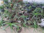 Aloevera Plants