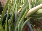 Aloe Vera Plants