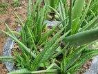 Aloevera Plants