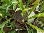 Platycerium species