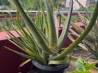 Alovera Plant