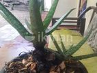 Aloe Vera Plants