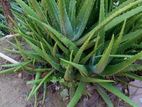 Alovera Plant