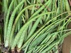 Alovera plant කෝමාරිකා