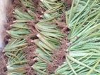 Alovera Plants