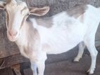 Alpain Goat