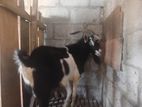 Alpine Goat