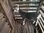 Farm Goat