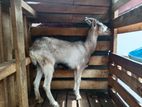 Alpine Female Goat
