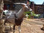 alphine goat