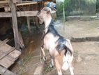 Alphine Goat