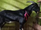 Alpine Male Goat