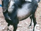 Alpine Male Goat